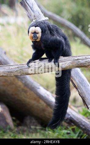 Scimmia Saki dal volto bianco, Pithecia pithecia, nativa del Sud America settentrionale e centrale; scimmie del nuovo mondo. Foto Stock