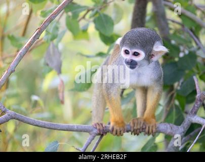 Scimmia scoiattolo comune, simia sciurea, dall'America centrale e meridionale - scimmia del nuovo mondo; un adulto, vista frontale Foto Stock