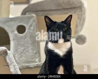 Elegante Ritratto siamese bianco e nero, che si rilassa all'interno su un albero di gatto grigio Foto Stock