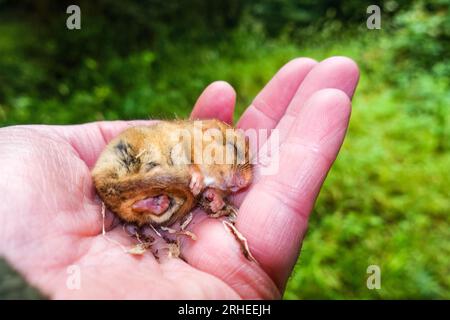 Un torpido Hazel dormouse (Muscardinus avellanarius) viene manipolato per il monitoraggio della conservazione. Fownhope, Herefordshire, Regno Unito. Luglio 2023 Foto Stock