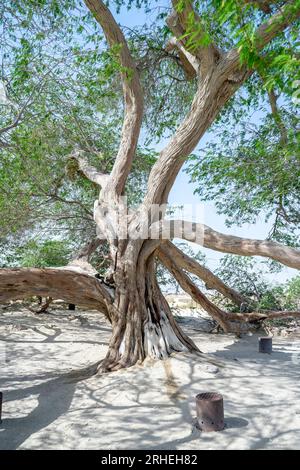 Albero della Vita Bahrain Foto Stock