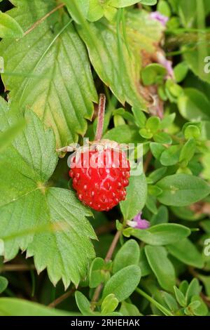 Primo piano verticale naturale su una fragola selvatica rossa brillante, Fragaria vesca Foto Stock