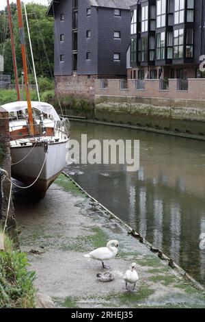 Visto da una posizione molto scomoda in un parcheggio locale a Lewes, i cigni sembrano accontentarsi di curare le loro piume. Foto Stock