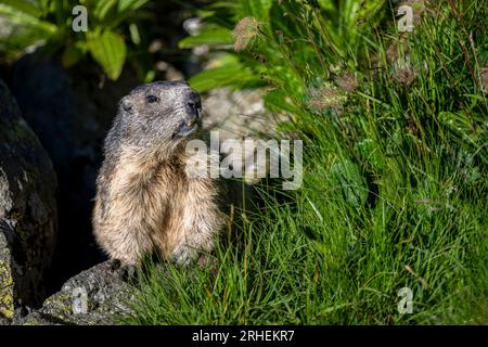 Tatra Alpine Marmot, Marmota marmota latirostris. I monti Tatra. Foto Stock