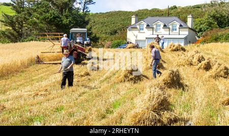 Raccolto di avena con metodi tradizionali. Foto Stock