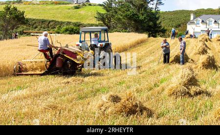 Raccolto di avena con metodi tradizionali. Foto Stock