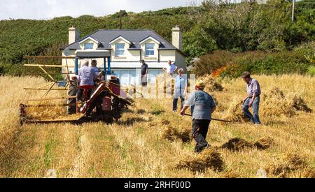 Raccolto di avena con metodi tradizionali. Foto Stock