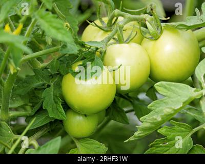 Un mazzo di pomodori verdi su un cespuglio. I pomodori maturano in giardino. Cespuglio con pomodori verdi. Foto Stock