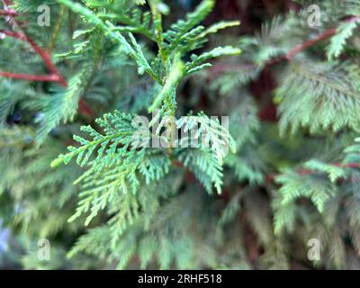 Texture senza cuciture tileabile per siepi Green Thuja Foto Stock