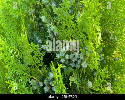 Texture senza cuciture tileabile per siepi Green Thuja Foto Stock
