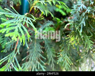 Texture senza cuciture tileabile per siepi Green Thuja Foto Stock