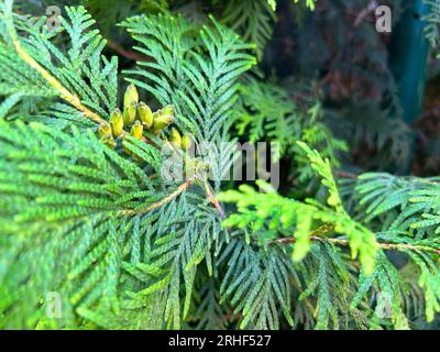 Texture senza cuciture tileabile per siepi Green Thuja Foto Stock