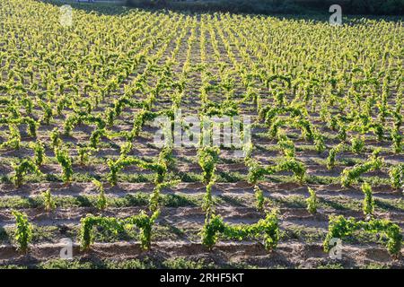 Jeunes pieds de vigne dans le vignoble de Bordeaux. Renouvellement de la vigne après arrachage des pieds de vigne trop Foto Stock