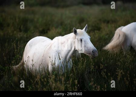 Camargue Horse, adulti e puledri che mangiano erba attraverso la palude, Saintes Marie de la Mer in Camargue, nel sud della Francia Foto Stock