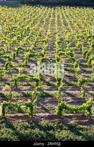 Jeunes pieds de vigne dans le vignoble de Bordeaux. Renouvellement de la vigne après arrachage des pieds de vigne trop Foto Stock