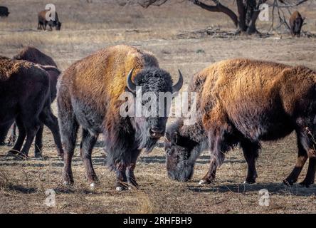 Questa mandria di bisonti è residente e vaga per i terreni dello splendido Caprock Canyons State Park in Texas. Foto Stock