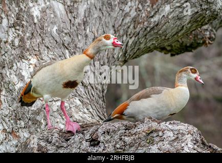 Questa coppia di oche egiziane sembrava favorire i grandi rami bassi di un albero in un parco ad Austin, Texas. Foto Stock