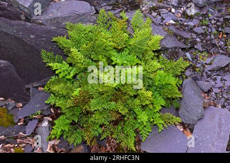 Cryptogramma crispa (felce di prezzemolo) è una felce artica-alpina trovata tra rocce acide. Questa felce era in una cava di ardesia in Snowdonia. Foto Stock