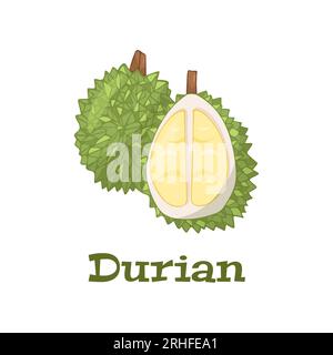 Frutta tropicale estiva per uno stile di vita sano. Durian, frutta intera e pezzo. Icona di illustrazione vettoriale isolata su bianco. Illustrazione Vettoriale