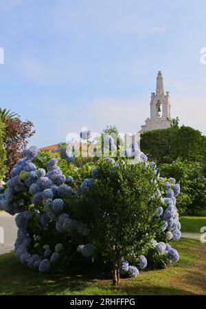 Hortensia Hydrangea macrophylla cespuglio di fronte alla cappella di San Sebastiano l'isola di la Toja Pontevedra Galizia Spagna Foto Stock