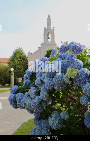 Hortensia Hydrangea macrophylla cespuglio di fronte alla cappella di San Sebastiano l'isola di la Toja Pontevedra Galizia Spagna Foto Stock