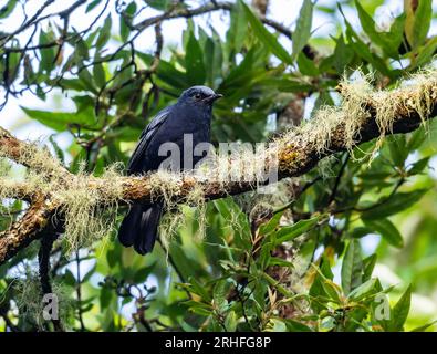 Un endemico Javan Cochoa (Cochoa azurea) arroccato su un ramo. Giava, Indonesia. Foto Stock