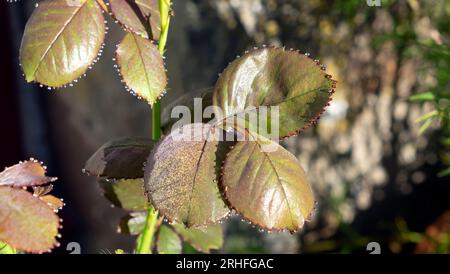 acqua, rugiada goccioline sul bordo delle foglie di rosa Foto Stock