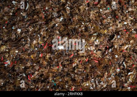 Fiocchi di bottiglie di plastica frantumate come materia prima per l'ulteriore lavorazione di un impianto di riciclaggio a Dacca, Bangladesh. Foto Stock