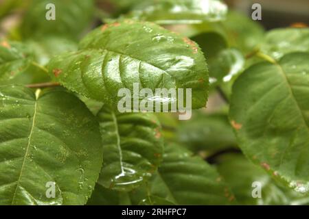 Bellissima foglia verde con una goccia d'acqua scintillante, all'interno del campus di Yale a New Haven. Foto Stock