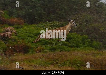 Pacific Grove, California, USA. 16 agosto 2023. Cervo dalla coda nera (Odocoileus hemionus) Fagliolo che si aggira sulle dune di sabbia (Credit Image: © Rory Merry/ZUMA Press Wire) SOLO PER USO EDITORIALE! Non per USO commerciale! Foto Stock