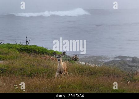 Pacific Grove, California, USA. 16 agosto 2023. Cervo dalla coda nera (Odocoileus hemionus) Fagliolo che si aggira sulle dune di sabbia (Credit Image: © Rory Merry/ZUMA Press Wire) SOLO PER USO EDITORIALE! Non per USO commerciale! Foto Stock