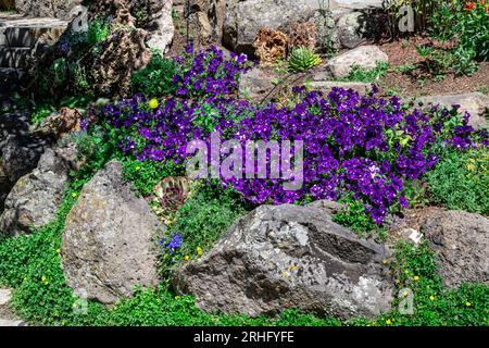 Petunias viola nel giardino roccioso dei giardini botanici del fiume Yampa Foto Stock