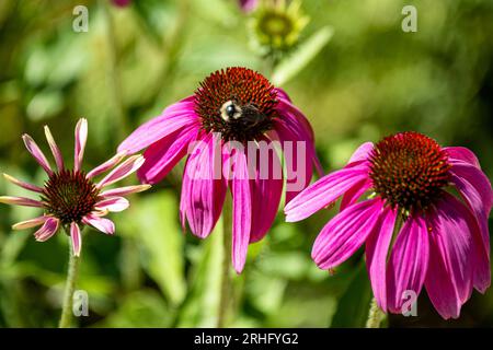 Impollinazione di un fiore di conchiglia viola nel giardino botanico del fiume Yampa Foto Stock