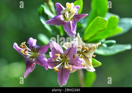 In natura fiorisce un ramoscello Lycium barbarum Foto Stock