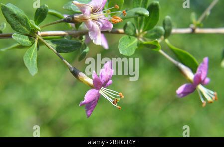 In natura fiorisce un ramoscello Lycium barbarum Foto Stock