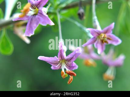 In natura fiorisce un ramoscello Lycium barbarum Foto Stock