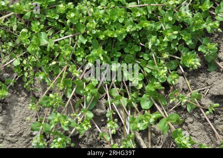 In primavera, Stellaria media cresce in natura Foto Stock