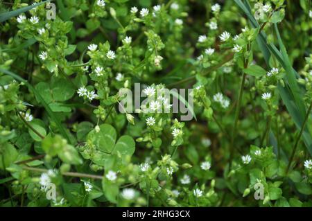 In primavera, Stellaria media cresce in natura Foto Stock