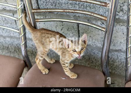 Un piccolo gattino randagio in piedi arrabbiato e nervoso sulla sedia nel parco. Foto Stock