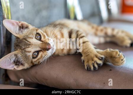 Gattino randagio senzatetto appoggiato su una sedia Foto Stock