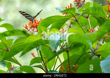 Zebra longwing (Heliconius charithonia) farfalla su un cespuglio di fuoco nativo fiorito (Hamelia patens) in un giardino botanico di Jacksonville, Florida. (USA) Foto Stock