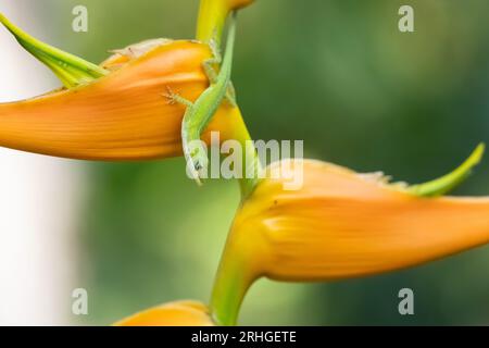 Lucertola anole verde (Anolis carolinensis) su una pianta di heliconia arancione brillante (heliconia latispatha) a Jacksonville, Florida. (USA) Foto Stock