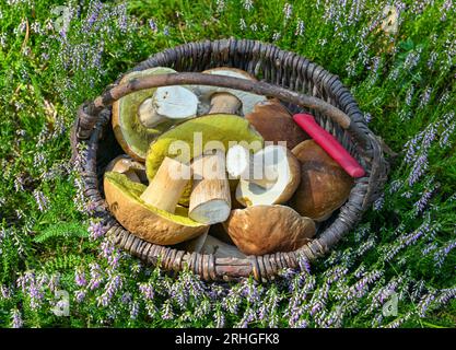Briesen, Germania. 14 agosto 2023. Un cesto pieno di funghi porcini appena raccolti in una foresta nel distretto di Oder-Spree nel Brandeburgo orientale. Credito: Patrick Pleul/dpa/Alamy Live News Foto Stock