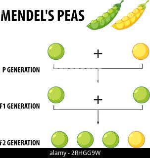 Un'illustrazione vettoriale che raffigura l'esperimento di impollinazione incrociata di Gregor Mendel con piante di piselli Illustrazione Vettoriale