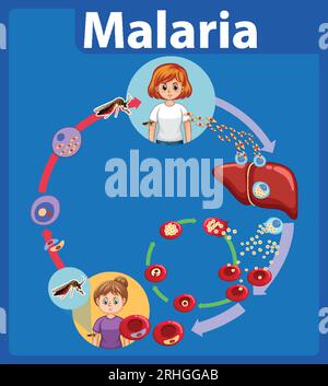 Infografica illustrata che illustra le fasi della trasmissione dei parassiti della malaria Illustrazione Vettoriale