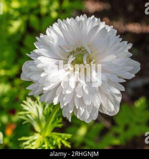 "Mount Everest" anemone papavero, Bukettanemon (Anemone coronaria) Foto Stock