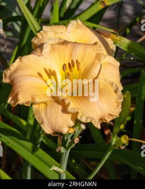 "Newberry tempo preso in prestito' Daylily, Daglilja (Hemerocallis) Foto Stock