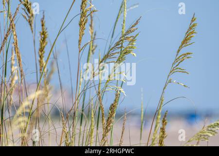 Dune di mare (Uniola paniculata) sull'isola di Amelia a Fernandina Beach, Florida. (USA) Foto Stock