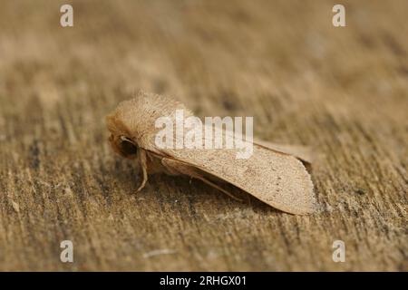 Primo piano dettagliato sulla falena del gufo di argilla di colore marrone chiaro, Mythimna ferrago Foto Stock