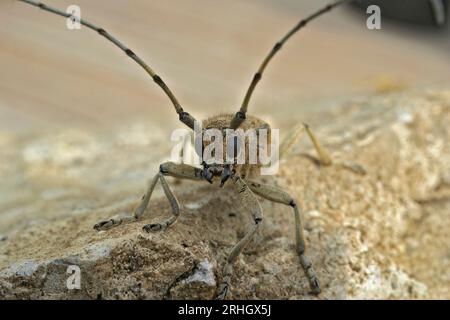 Particolare primo piano frontale sul grande scarabeo europeo di pioppo longhorn, Saperda carcharias seduto su legno Foto Stock